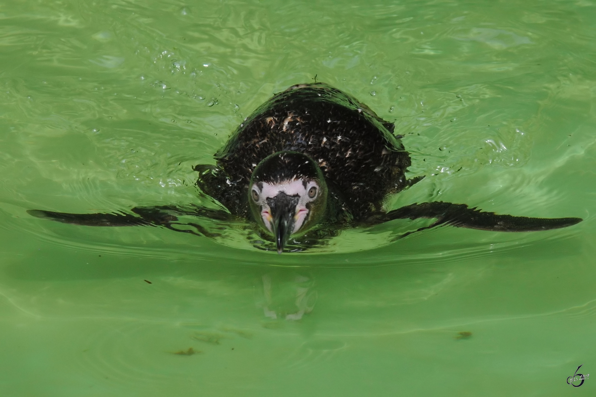 Ein Humboldtpinguin Anfang Juli 2010 im Zoo Schwerin.