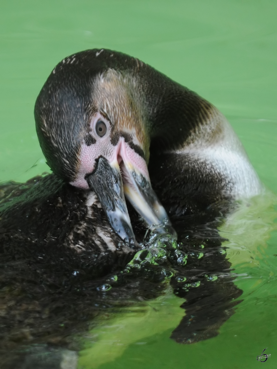 Ein Humboldtpinguin Anfang Juli 2010 im Zoo Schwerin.