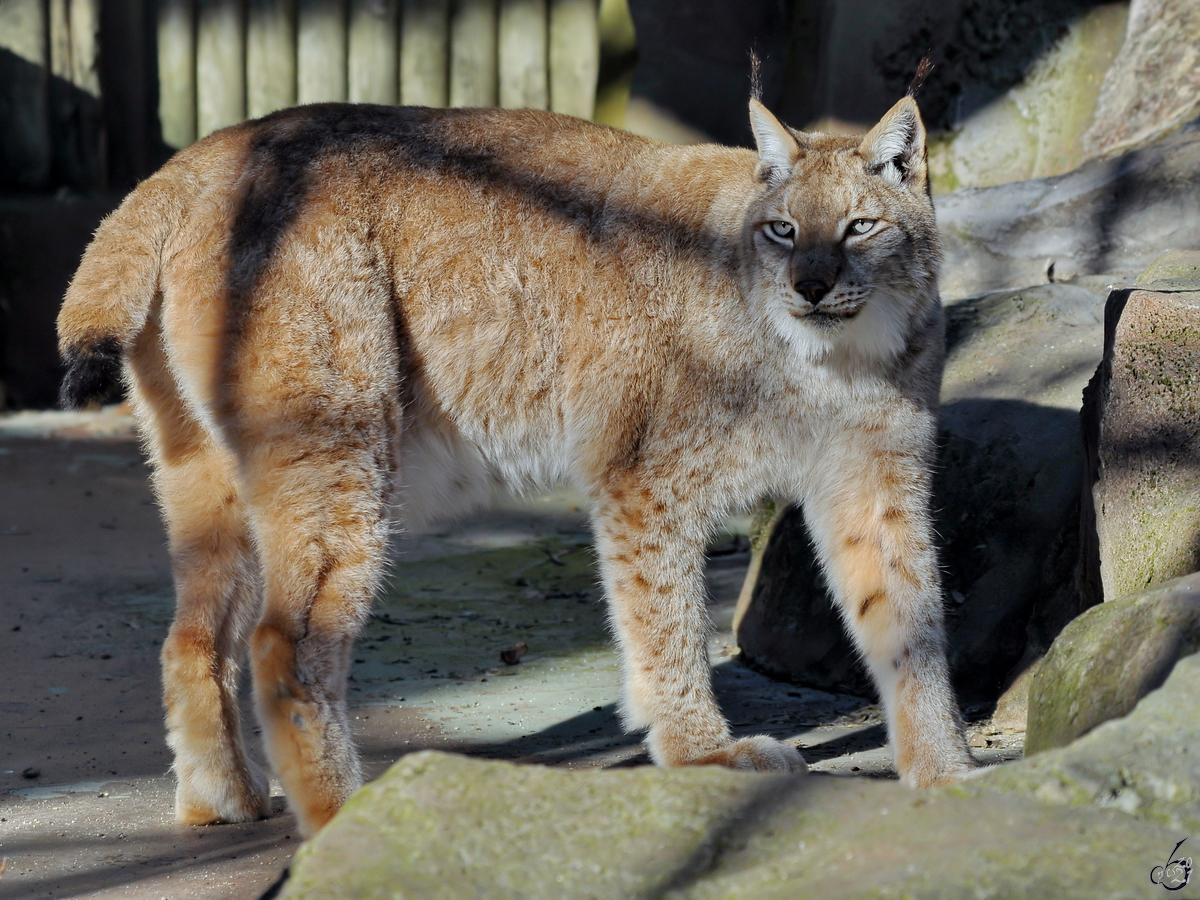 Ein Iberischer Luchs in seinem Gehege. (Zoo Madrid, Dezember 2010)