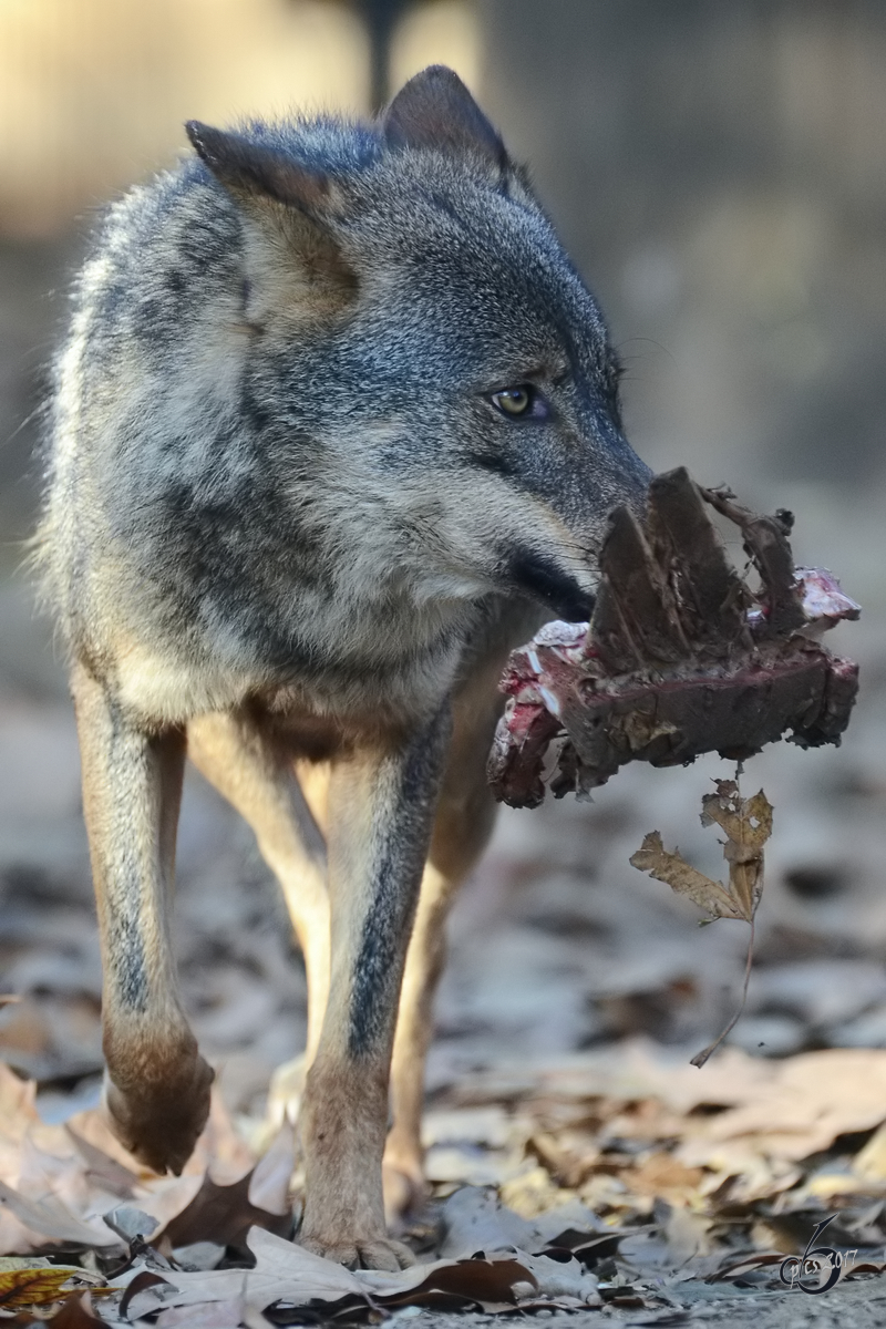 Ein Ibirischer Wolf mit Beute im Zoo Barcelona (Dezember 2011)