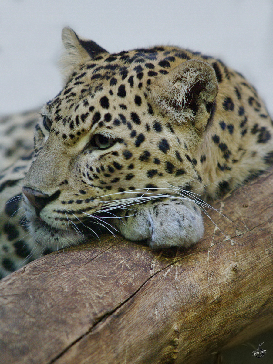 Ein Indischer Leopard gnnt sich eine kleine Pause. (Zoo Wuppertal, Januar 2009)