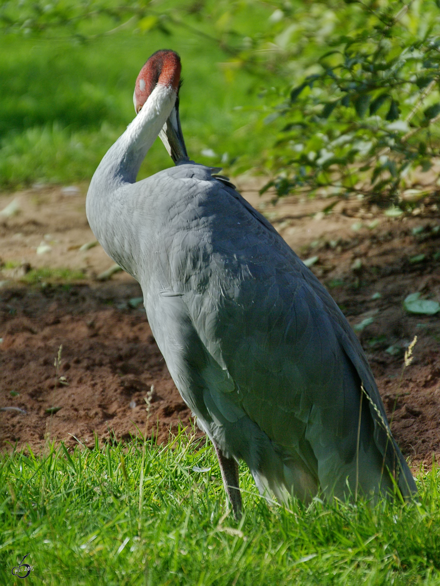 Ein Indischer Saruskranich im Zoo Dortmund. (September 2008) 