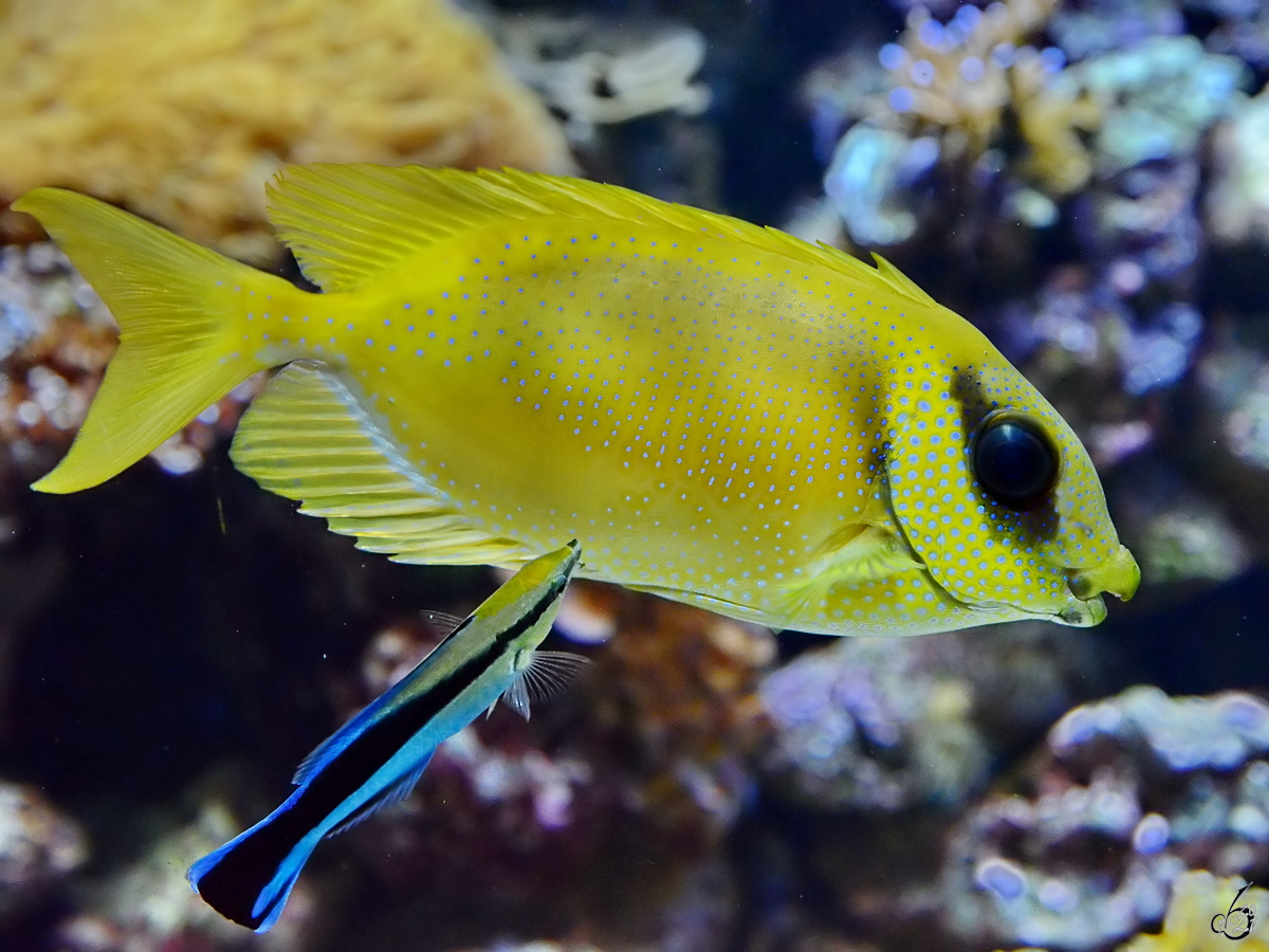 Ein Indonesischer Korallenkaninchenfisch mit einem kleinen Begleiter Mitte Dezember 2010 im Zoo Madrid.