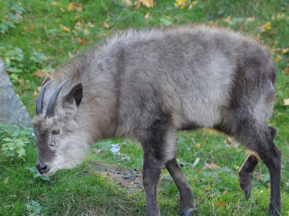 Ein Japanischer Serau im Tiergarten Schnbrunn. (Wien, November 2010)