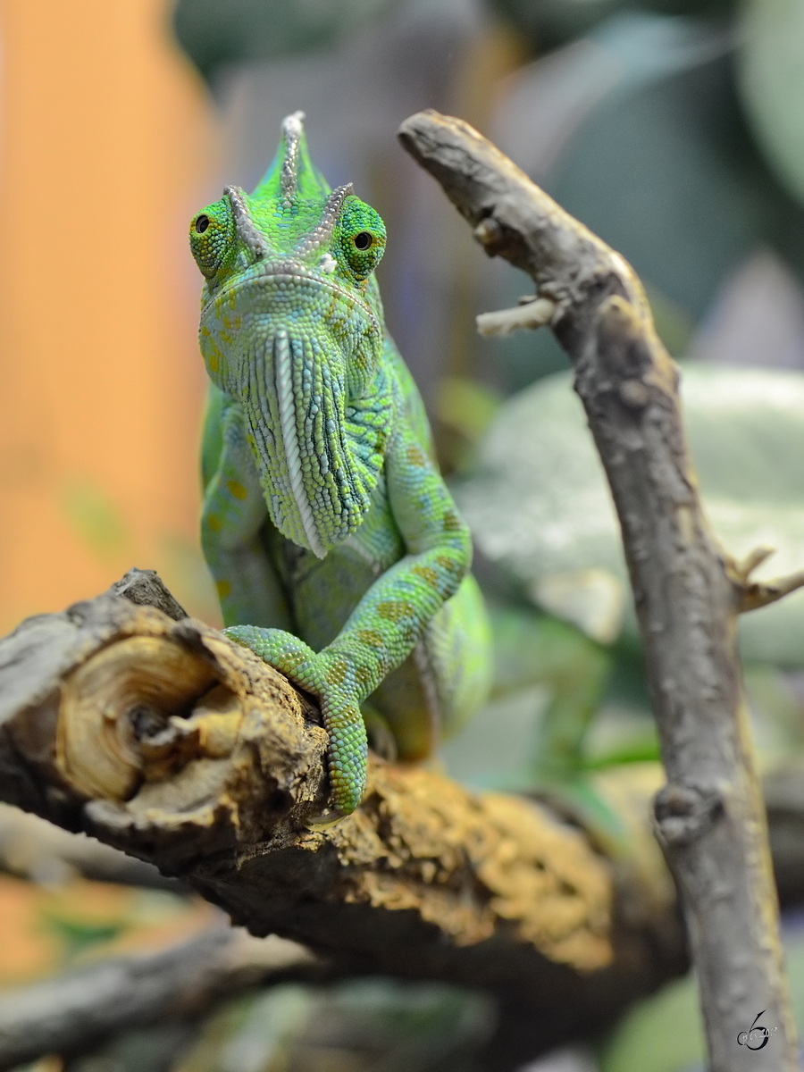 Ein Jemenchamleon war Mitte Mai 2011 im Terrazoo Rheinberg zu entdecken. 