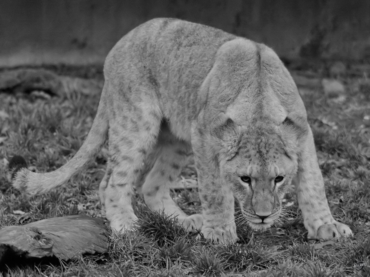 Ein junger Berberlwe im Zoo Dortmund. (November 2009)