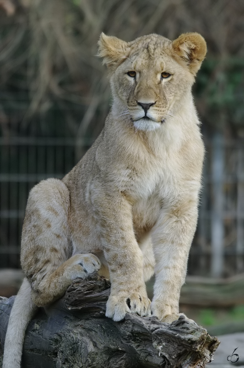 Ein junger Berberlwe im Zoo Dortmund. (November 2009)