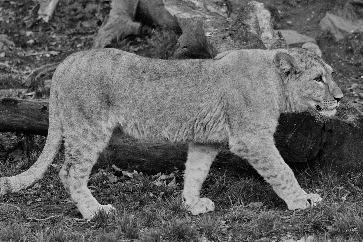 Ein junger Berberlwe im Zoo Dortmund. (November 2009)