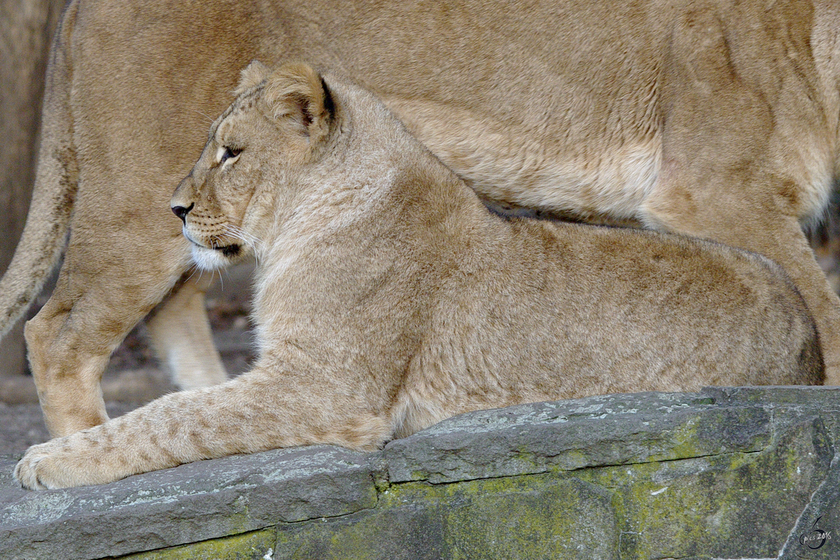 Ein junger Berberlwe im Zoo Dortmund. (November 2009)