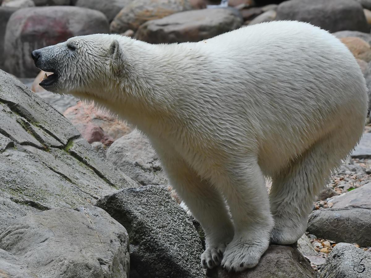 Ein junger Eisbr im Zoo Aalborg. (Juni 2018)