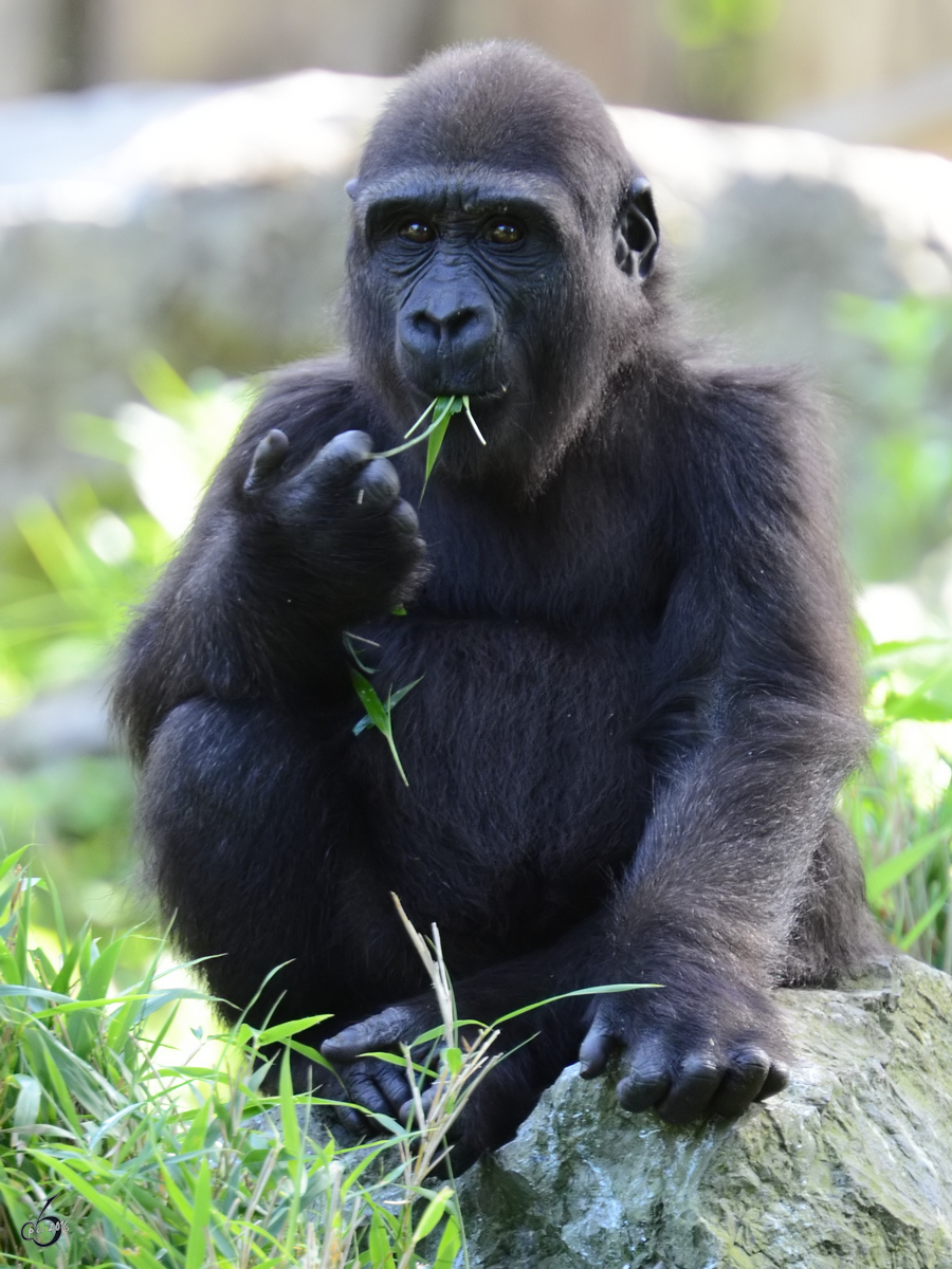Ein junger Gorilla bei einem kleinen Snack. (Zoo Duisburg, September 2011)