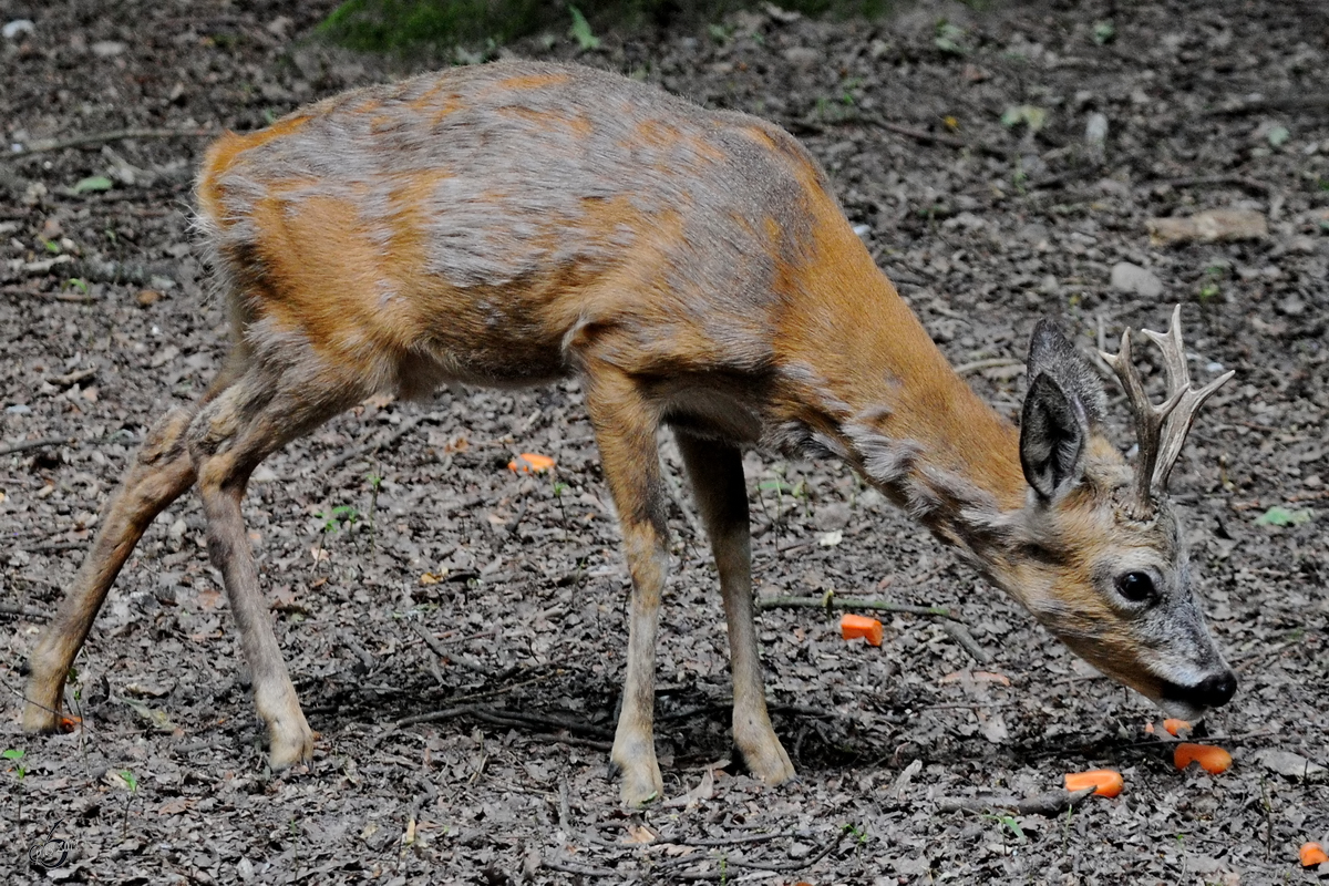 Ein junger Hirsch Anfang Juli 2010 im Zoo Schwerin.