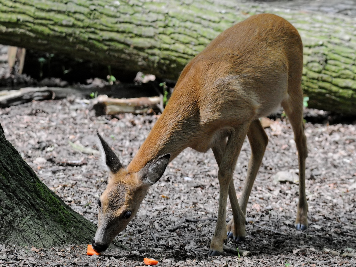 Ein junger Hirsch Anfang Juli 2010 im Zoo Schwerin.