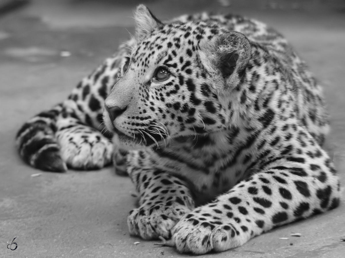 Ein junger Jaguar blickt neugierig in die Welt. (Zoo Rostock, Januar 2010)
