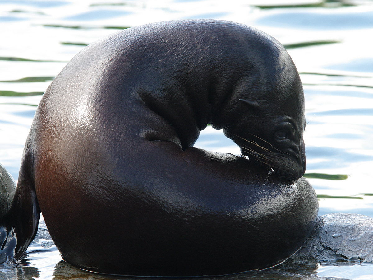 Ein junger kalifornischer Seelwe im Zoom Gelsenkirchen. (September 2009)