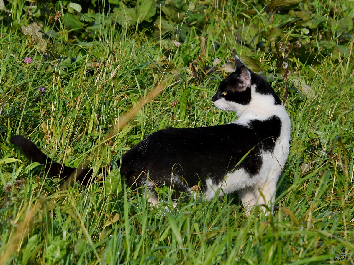 Ein junger Kater erkundet die Landschaft bei Traunstein. (August 2020)