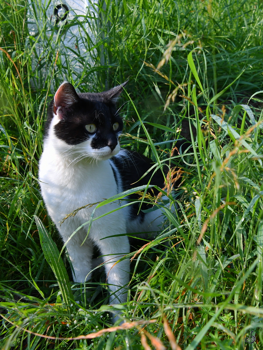 Ein junger Kater hat mich in Traunstein besucht. (August 2020)