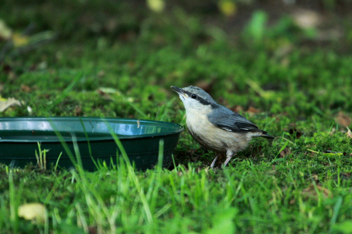 Ein junger Kleiber in unserem Garten; 11.06.2017