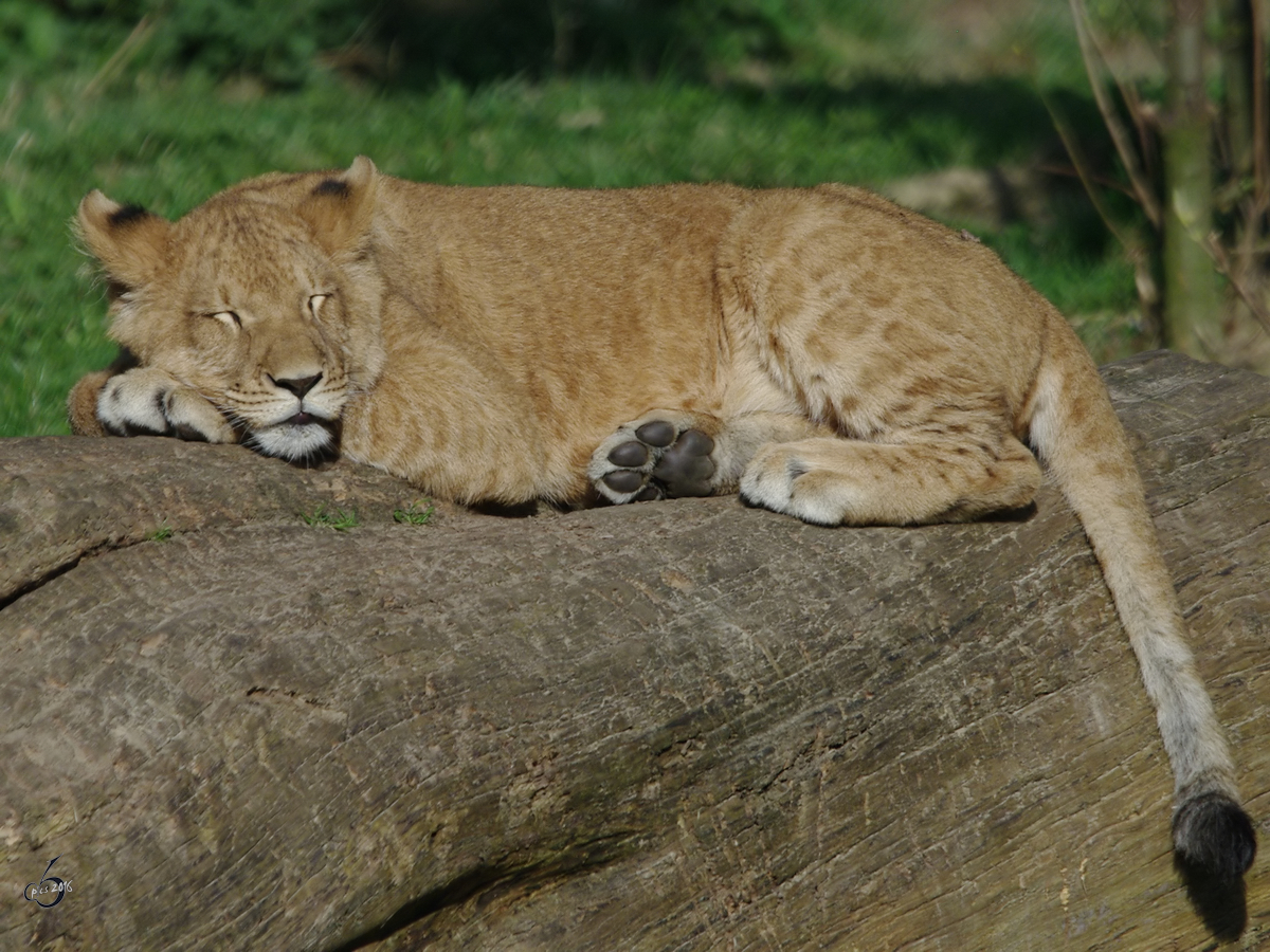 Ein junger Lwe ruht sich aus. (Zoo Rostock, April 2009)