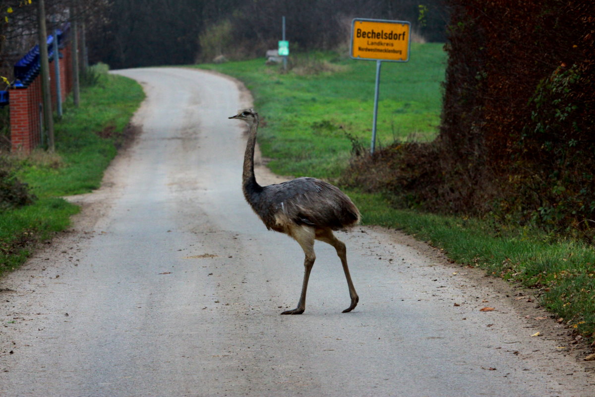 Ein junger Nandu am Rande der Ortschaft Bechelsdorf; 30.11.2014