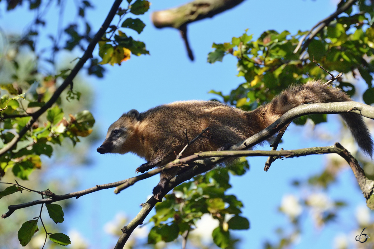 Ein junger Nasenbr erkundet die Welt im Zoo Duisburg.