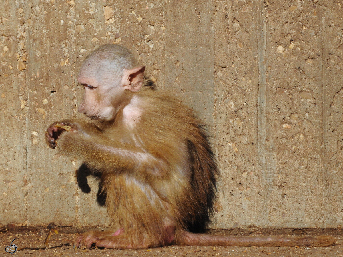 Ein junger Pavian im Zoo Madrid. (Dezember 2010)