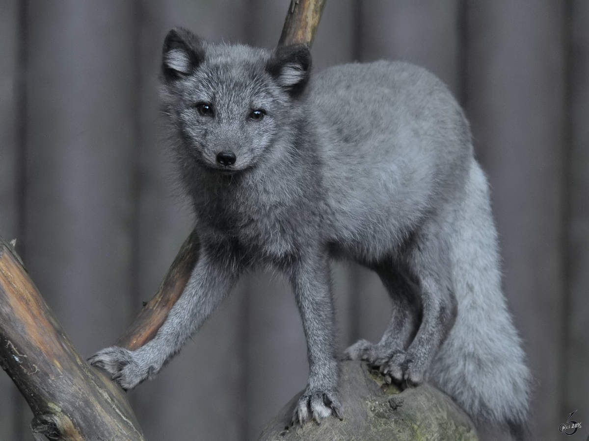 Ein junger Polarfuchs beweist seine Kletterknste. (Zoo Duisburg, September 2010)