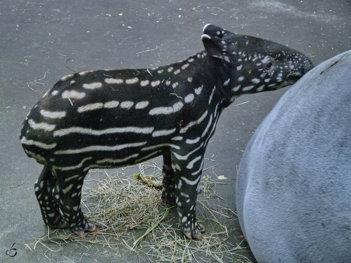 Ein junger Schabrackentapir im Zoo Dortmund. (Januar 2010)