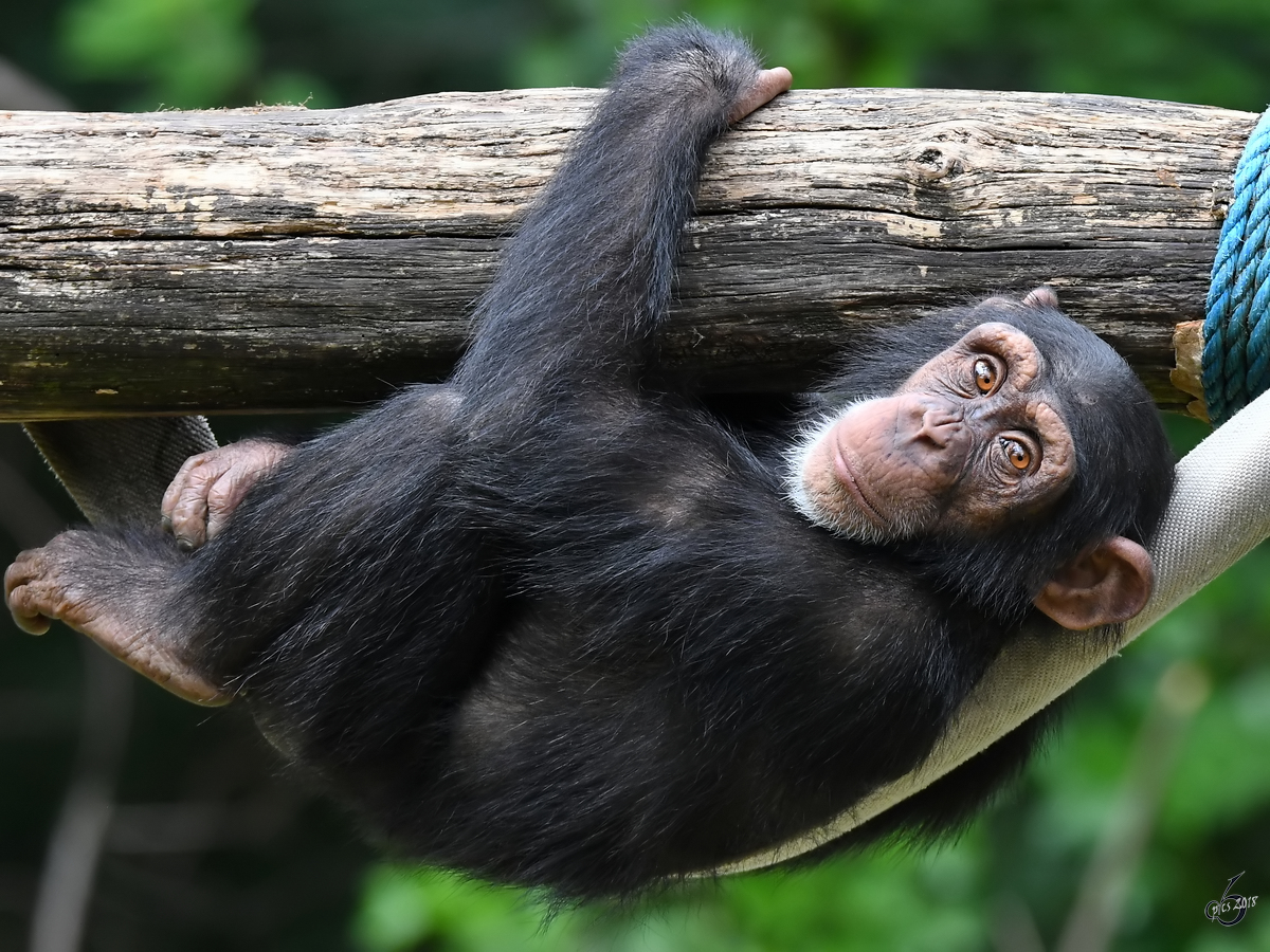 Ein junger Schimpanse Anfang Juni 2018 im Zoo Aalborg.