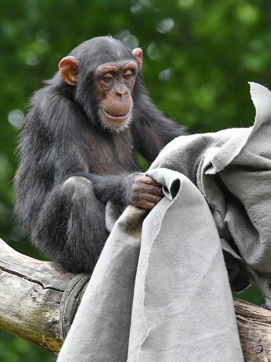Ein junger Schimpanse dekoriert das Revier. (Zoo Aalborg, Juni 2018)