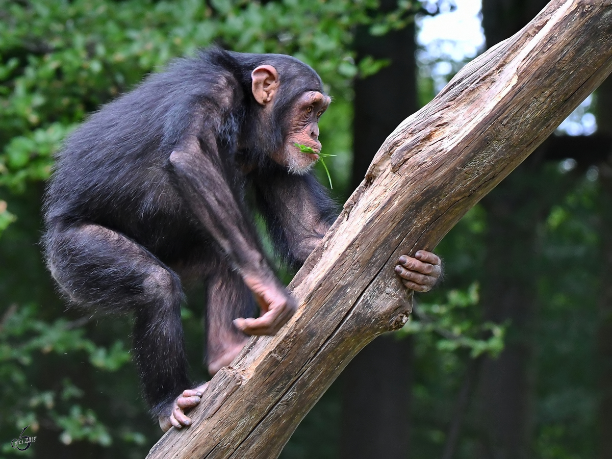 Ein junger Schimpanse durchstreift das Revier im Zoo Aalborg. (Juni 2018)