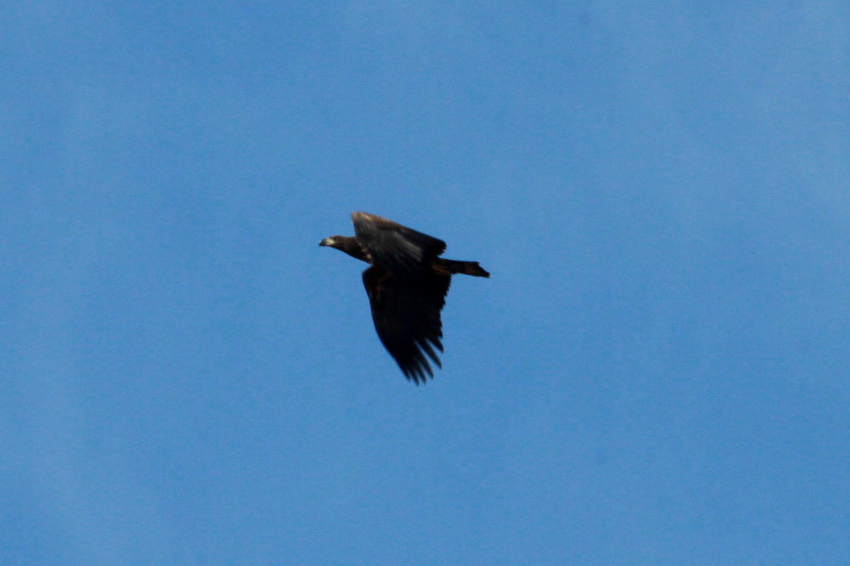 Ein junger Seeadler kreist ber die Felder vom Herzogtum-Lauenburg, 25.08.2014