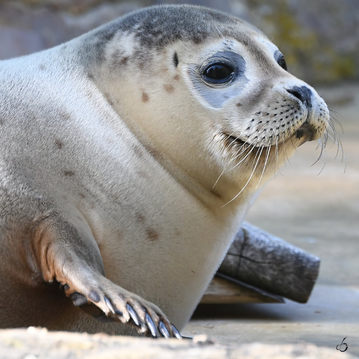 Ein junger Seehund Ende April 2018 im Zoo Berlin.