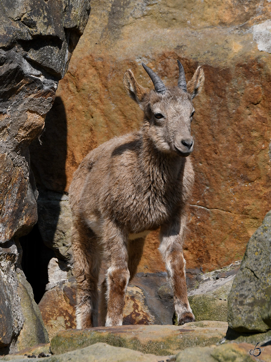 Ein junger sibirischer Steinbock Ende April 2018 im Zoo Berlin.