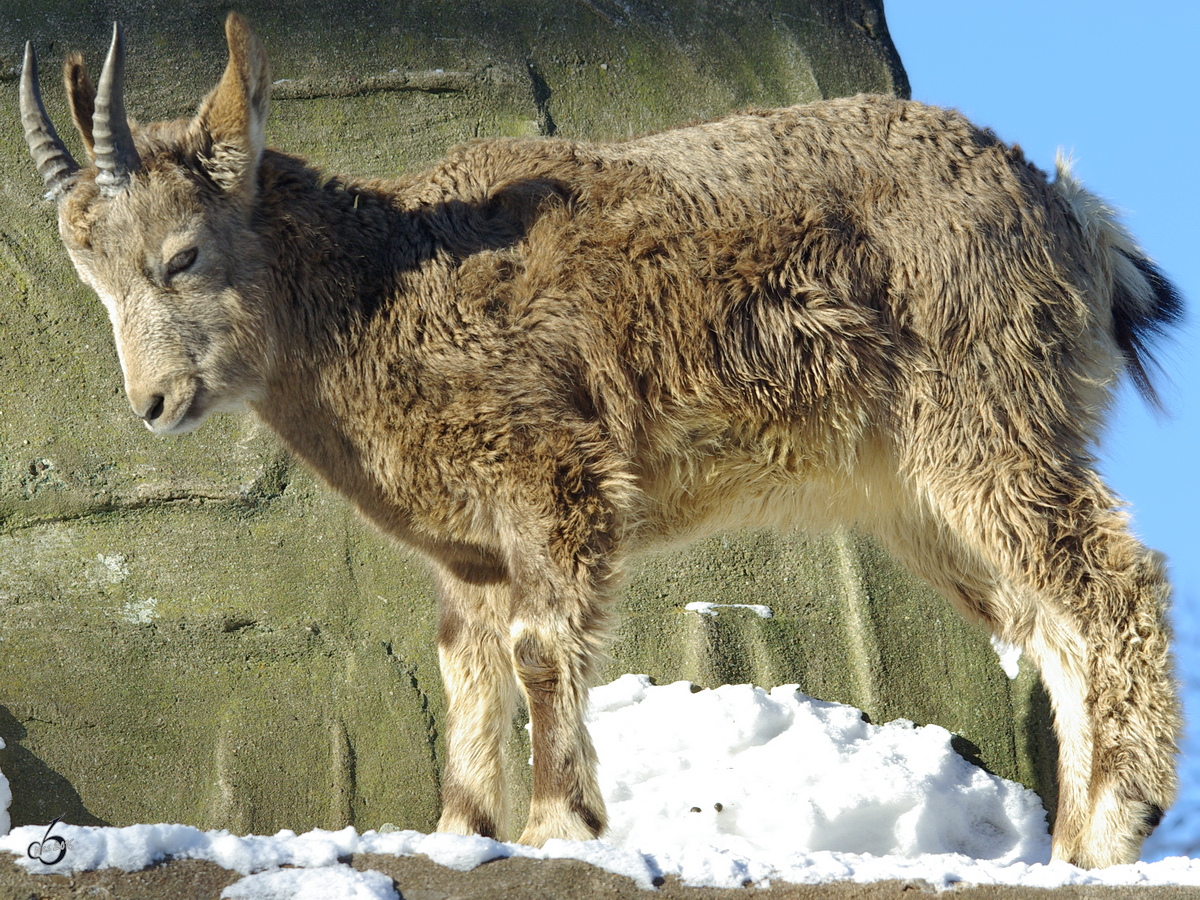 Ein junger Sibirischer Steinbock im Zoo Wuppertal. (Januar 2009)