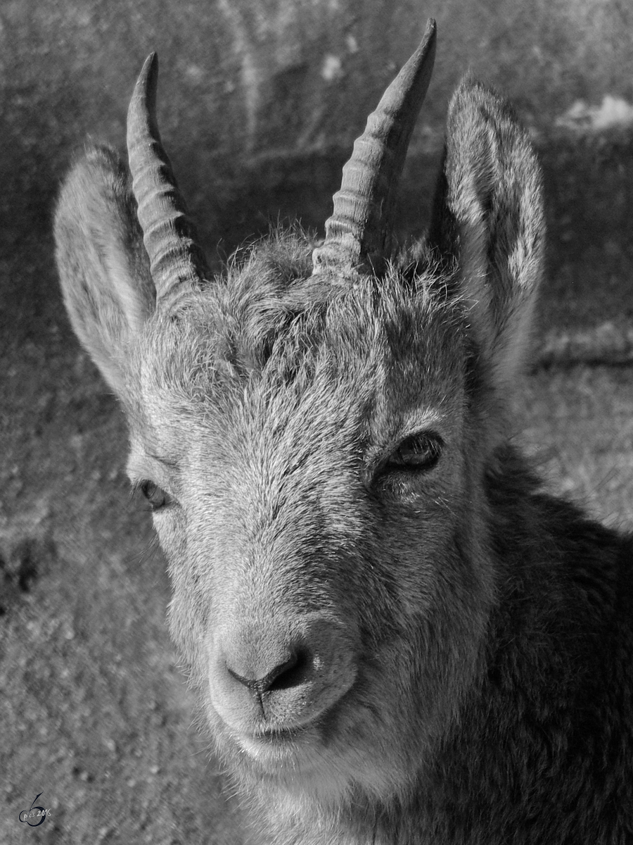 Ein junger Sibirischer Steinbock im Zoo Wuppertal. (Januar 2009)