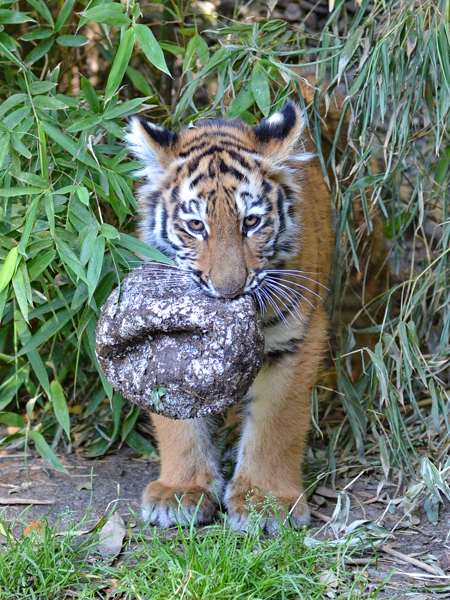 Ein junger Sibirischer Tiger beim Ballspiel. (Zoo Duisburg, Oktober 2011)