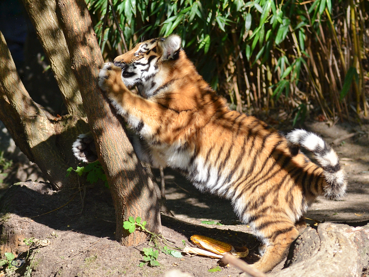 Ein junger Sibirischer Tiger im Zoo Duisburg. (Oktober 2011)