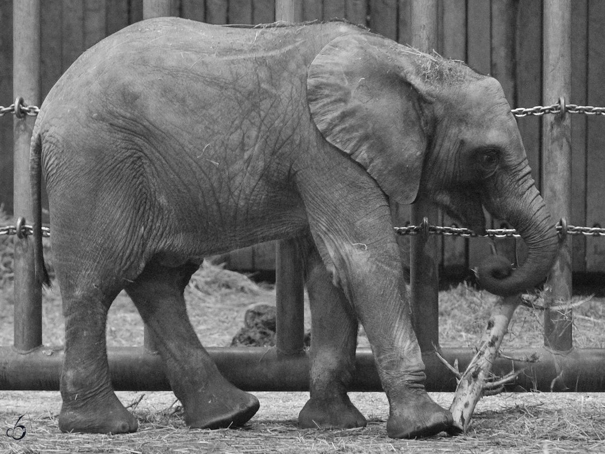 Ein junger Sdafrikanischer Steppenelefant im Zoo Wuppertal. (Januar 2009)