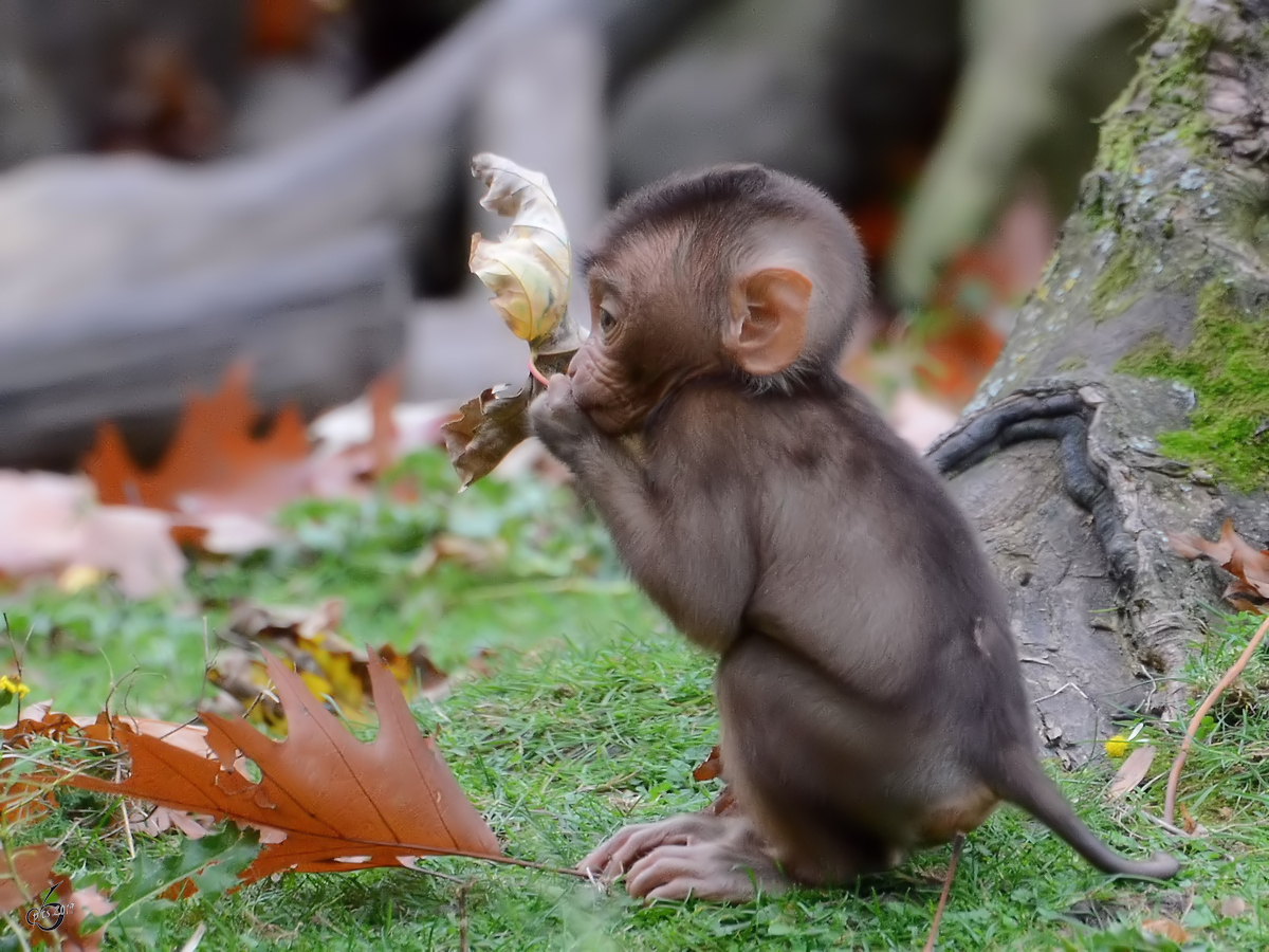 Ein junger Sdlicher Schweinsaffe Ende Oktober 2013 im Zoom Gelsenkirchen.