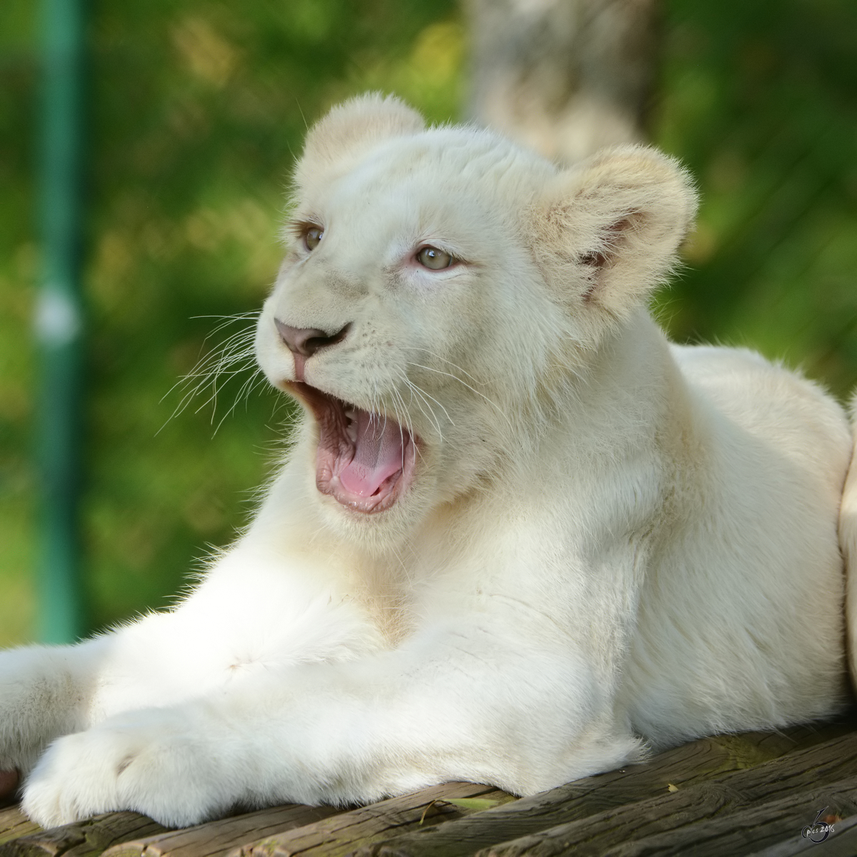 Ein junger Transvaal-Lwe im Zoo Safaripark Stukenbrock. (Oktober 2014)