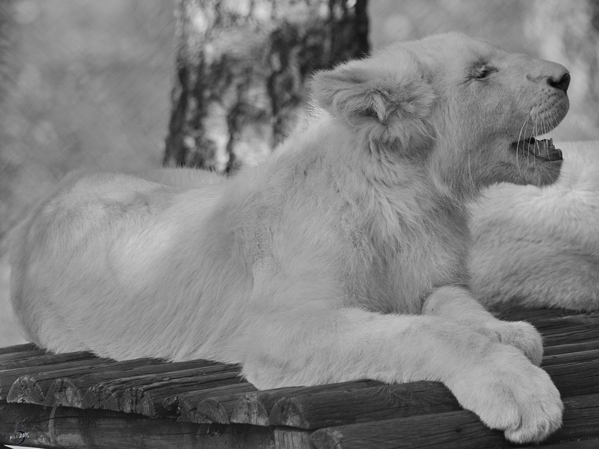 Ein junger weier Transvaal-Lwe im Zoo Safaripark Stukenbrock. (Oktober 2014)