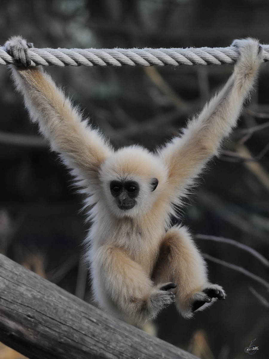 Ein junger Weihandgibbon im Tiergarten Schnbrunn. (Wien, November 2010)