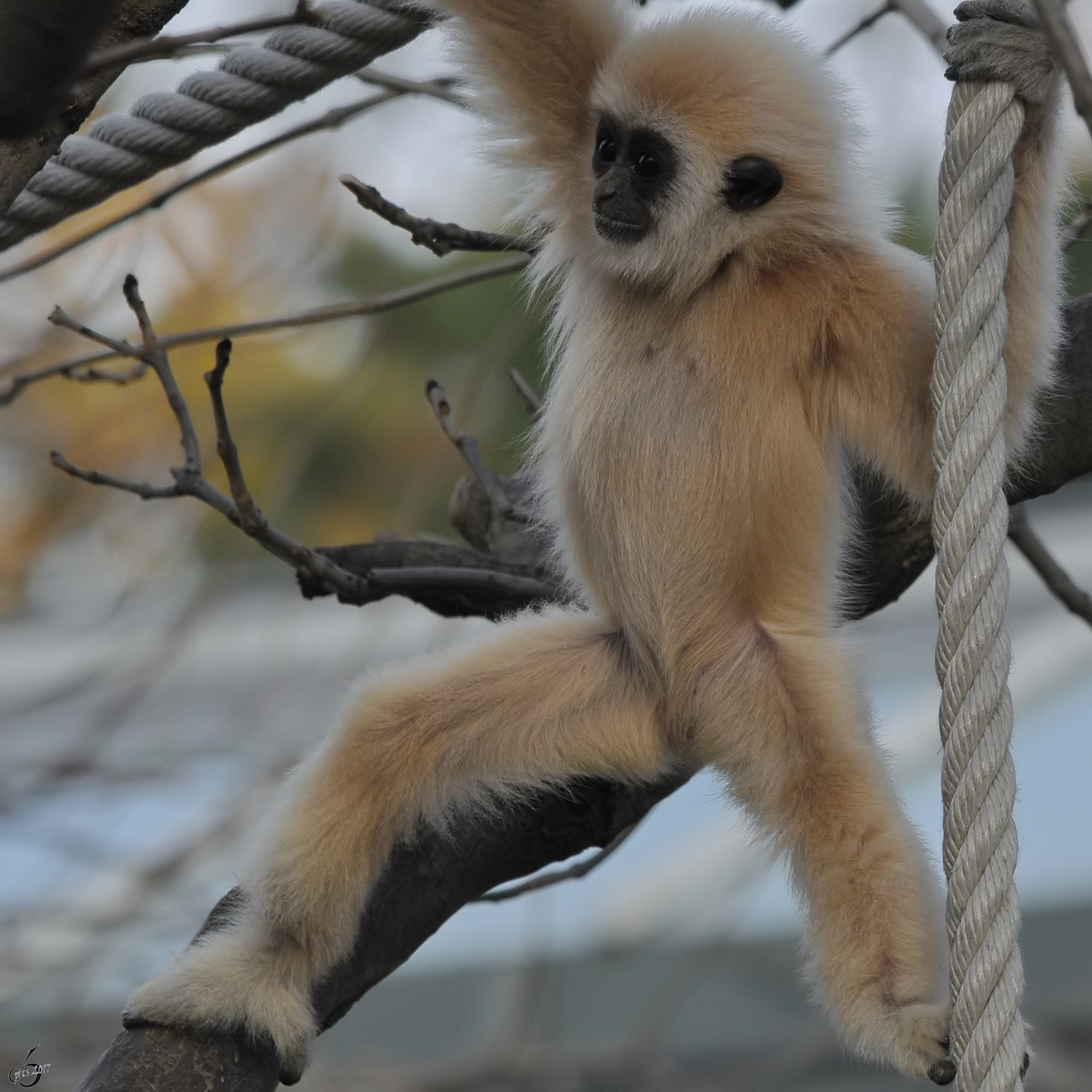 Ein junger Weihandgibbon im Tiergarten Schnbrunn. (Wien, November 2010)