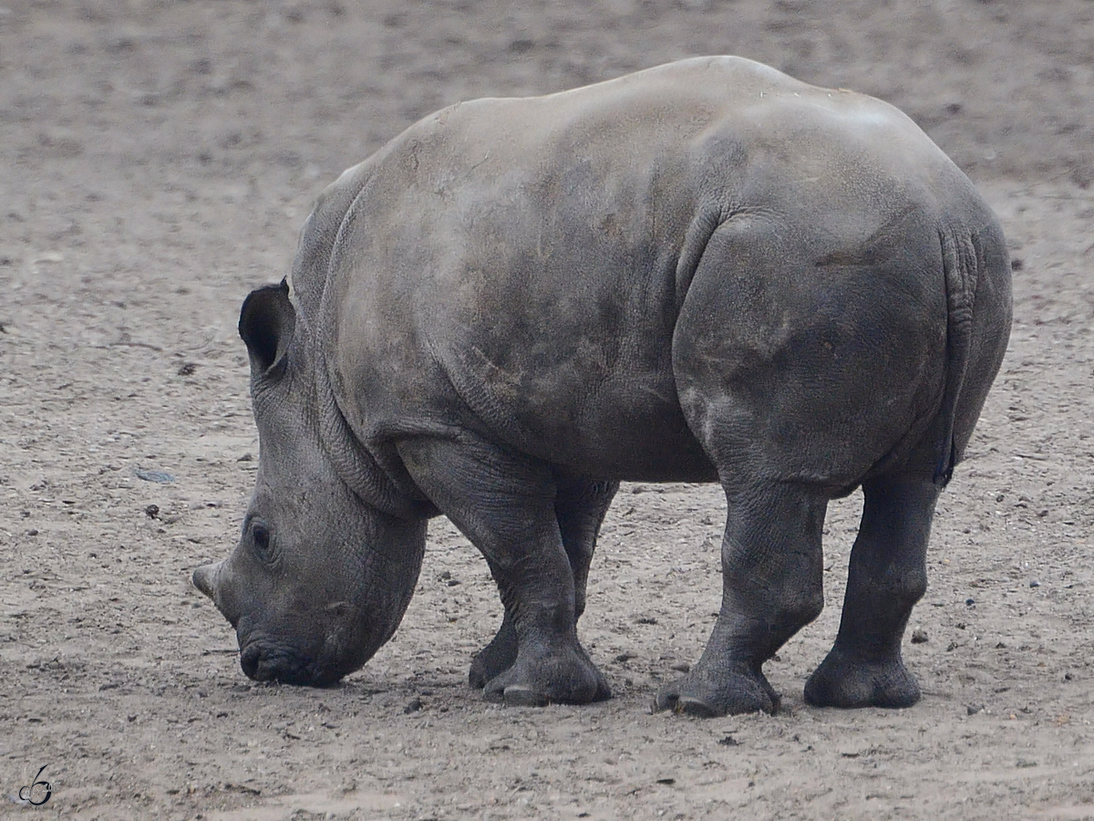 Ein junges Breitmaulnashorn, fotografiert im Burgers' Zoo Arnheim. (Mrz 2013)