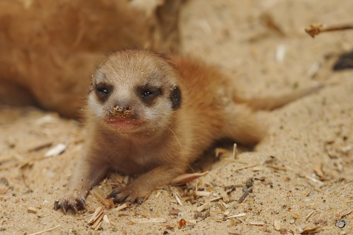 Ein junges Erdmnnchen im Zoo Dortmund. (Juni 2010)