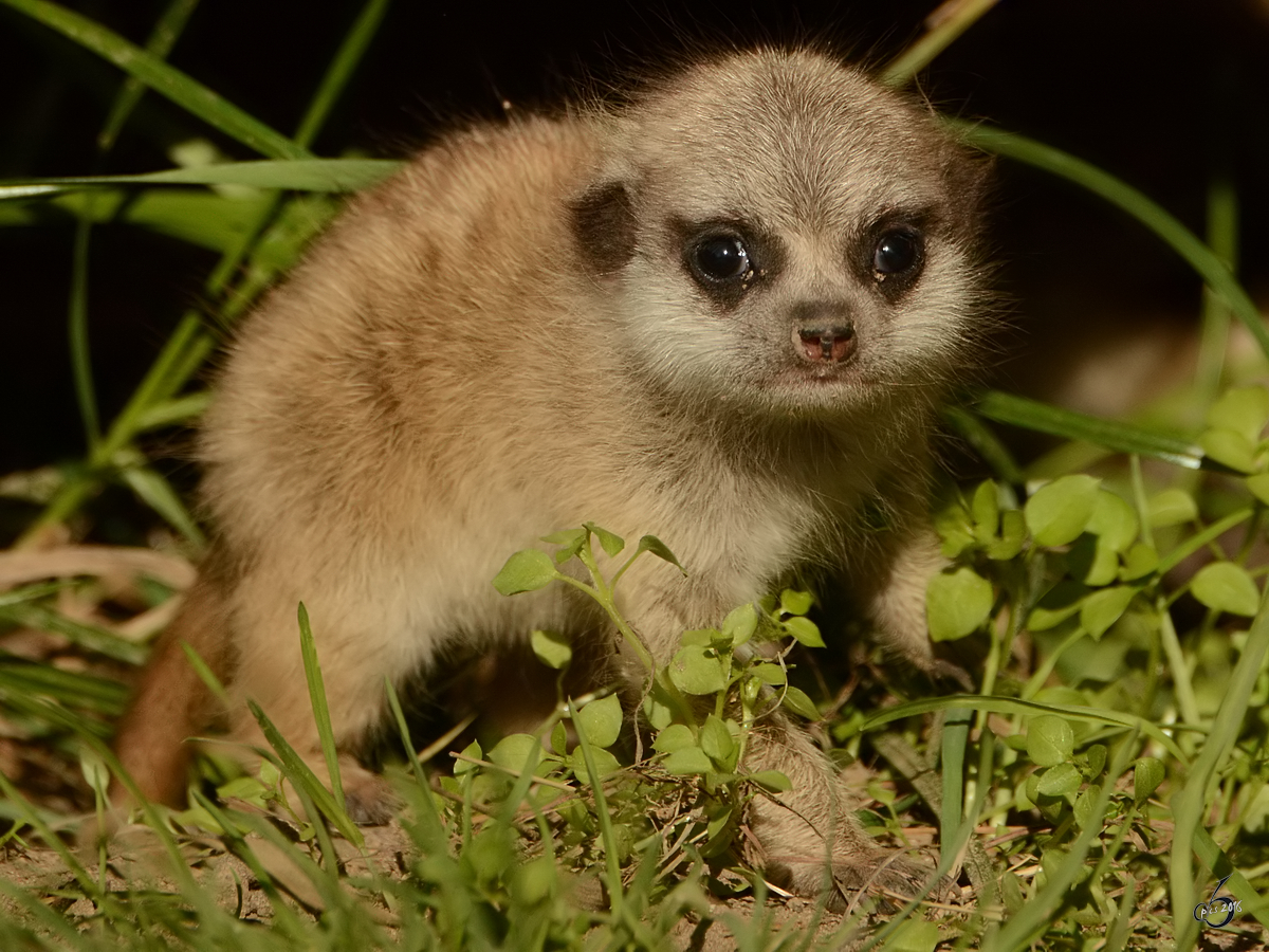 Ein junges Erdmnnchen im Zoo Safaripark Stukenbrock. (Oktober 2014)