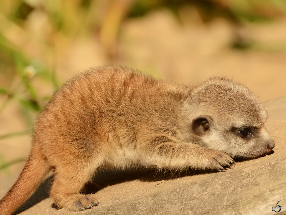 Ein junges Erdmnnchen im Zoo Safaripark Stukenbrock. (Oktober 2014)