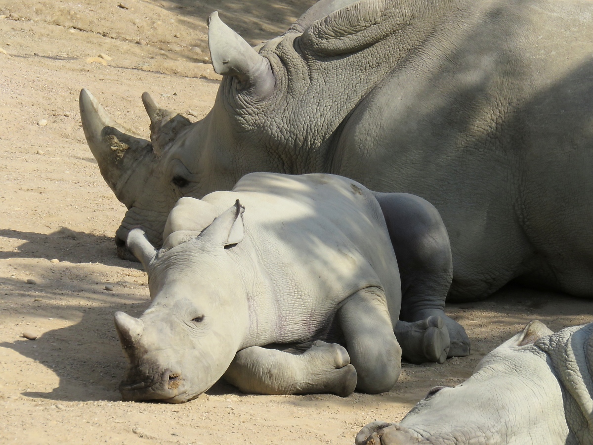 Ein junges Nashorn im Zoo d'Amneville, 26.9.2017