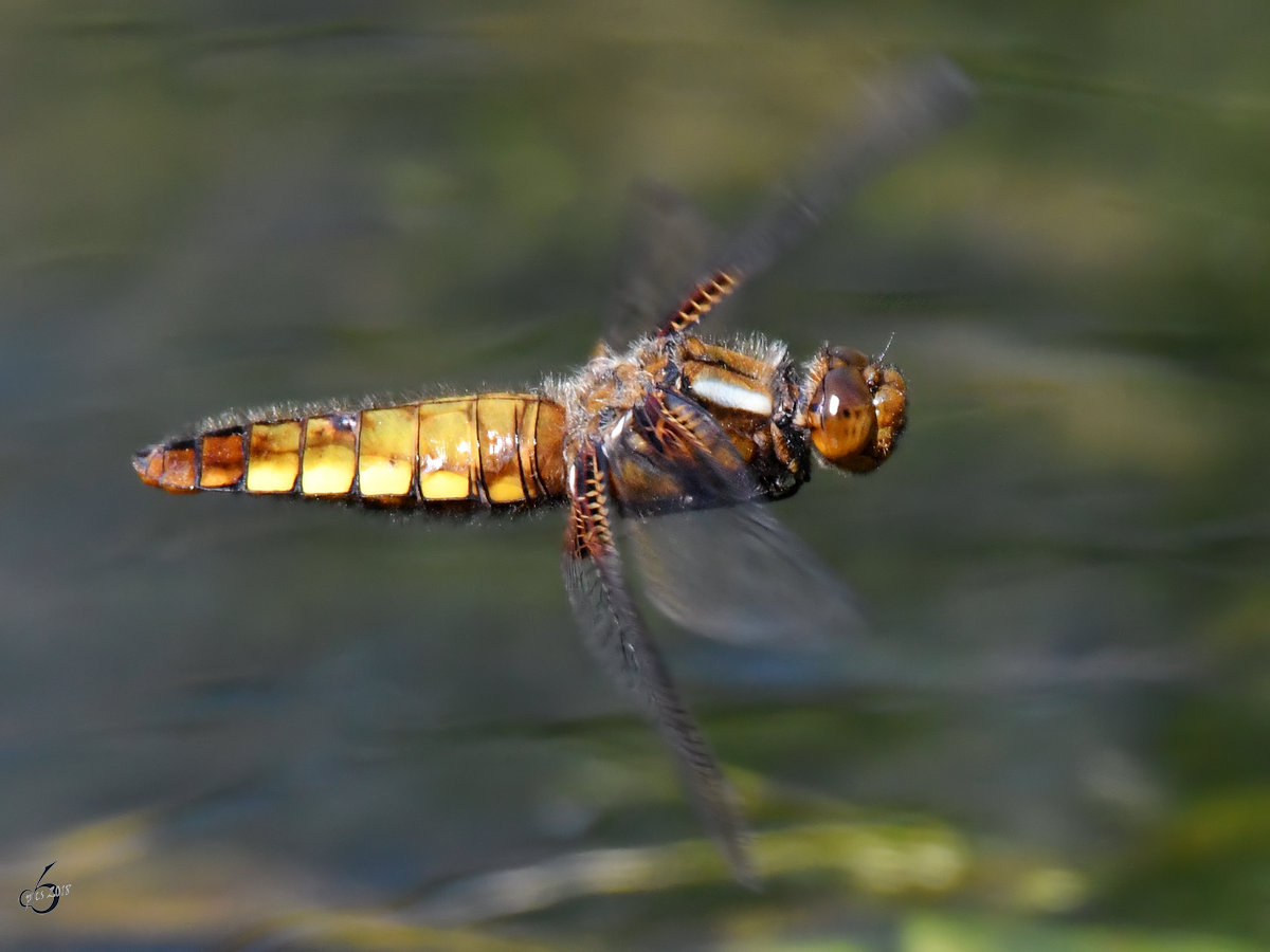 Ein junges Plattbauch-Weibchen im Flug. (Hattingen, Mai 2018)